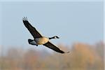 Canada Goose (Branta canadensis) in Flight, Kuhkopf-Knoblochsaue Nature Reserve, Hesse, Germany