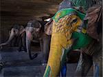 Decorated elephants in stable, Amber, India