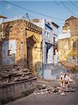 street in old town center with painted walls and sacred cows, city of Bundi, India