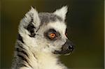 Portrait of a Ring-tailed lemur (Lemur catta) in Zoo Augsburg