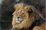 Portrait of a Male Lion (Panthera leo) outdoors in a Zoo, Germany