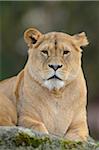 Portrait of a female Lion (Panthera leo) outdoors in a Zoo, Germany