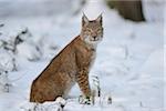 Young Eurasian lynx (Lynx lynx) sitting in a snowy forest, Bavaria, Germany