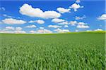 Grain field and Cloudy sky, Springtime, Hesse, Germany