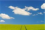 Grain field and Cloudy sky, Springtime, Hesse, Germany