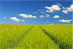 Grain field and Cloudy sky, Springtime, Hesse, Germany