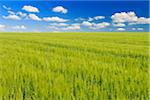 Grain field and Cloudy sky, Springtime, Hesse, Germany