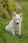 White wolfdog puppy on a meadow, Bavaria, Germany