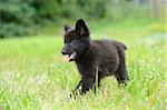 Black wolfdog puppy walking on a meadow, Bavaria, Germany