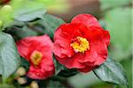 Close-up of a blossom from a Japanese camellia (Camellia japonica)