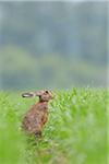 European Brown Hare (Lepus europaeus) in Grain Field in Springtime, Hesse, Germany