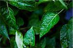 Close-Up of Wet Leaves, Savannah Georgia USA