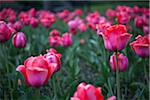 Close-Up of Pink Tulips, New York City, New York, USA