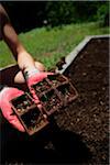 Transplanting sprouts from their starter pods into the raised bed home garden.