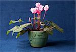 Pink cyclamen flowers in the pot on dark blue background