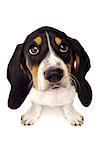 Basset Hound Puppy With Big Eyes Isolated on a White Background Shot From Above