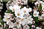 Beautiful flowering oriental cherry - Sakura. Spring morning