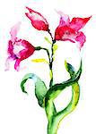 Beautiful Lily flowers, watercolor illustration