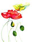 Summer Poppy flowers, watercolor illustration