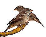 male and female House Sparrow - Passer domesticus (4 months old)