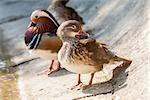 Pair of Mandarin ducks (Aix Galericulata) on the shore of a lake. Selective focus.