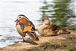 Pair of Chinese Mandarin (Aix Galericulata) ducks resting on the shore of a river.