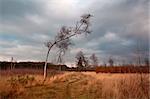 birch on wild savanna at clouded weather, Dwingelderveld