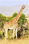 Giraffe (Giraffa camelopardalis) on the Maasai Mara National Reserve safari in southwestern Kenya.