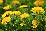 The field of beautiful small flowering yellow dandelions