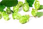 Blossoming hop with leaves on white background