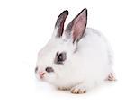 Small rabbit on a white background