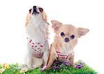 chihuahua in grass in front of white background