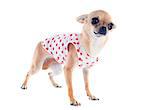 portrait of a cute purebred  puppy chihuahua dressed in front of white background