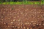 row of fresh raw potato on land