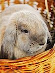 gray lop-earred rabbit in wicker basket, close up