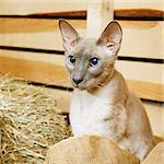 cute shorthair oriental cat, peterbald, sitting on hayloft