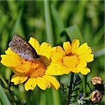 Butterfly feeding on yellow flower nectar. Spring background.