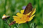 Bee flying next to butterfly feeding on yellow flower nectar. Busy spring day.