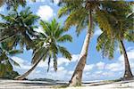 La Digue island, Seyshelles, Anse Source d'Argent. Coconut palm forest near coastline.