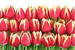 Red and yellow tulip flower arrangement over white background.