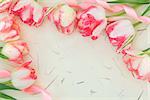 Pink and cream tulip flower arrangement forming a decorative border over mottled cream background.