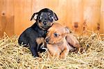 Two Russian Toy Terrier puppies on a straw on a background of wooden boards