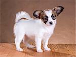 portrait of a cute little puppy Papillon