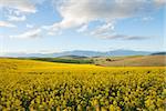 A field off yellow canola flowers overlooking a valley with mountain range in background