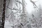 Snowy forest on a misty winter day.