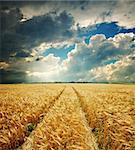 dramatic sky over golden field