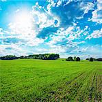 Spring Green Field on the Background of Beautiful Clouds and Blue Sky