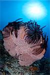 A massive gorgonian is fringed with black crinoids in North Sulawesi, Indonesia.  This region is extremely diverse in terms of marine life.