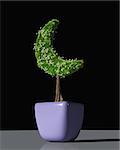 a small plant in the shape of crescent moon planted in a purple pot is fully covered by grass and flowers, on a black background