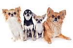 portrait of a cute purebred chihuahuas in front of white background